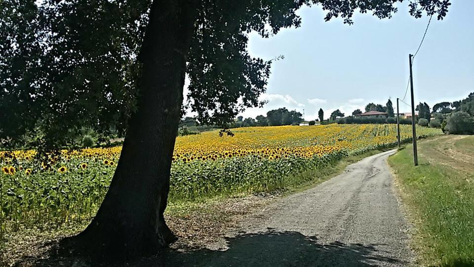 דירות San Lorenzo in Campo Il Borghetto מראה חיצוני תמונה